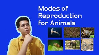 Modes of Reproduction for Animals  Grade 5 Science [upl. by Kearney]