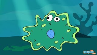 Nutrition in Amoeba  Feeding amp Digestion Process  Science for Kids  Educational Videos by Mocomi [upl. by Yuh]