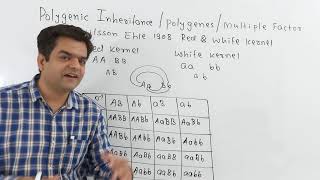 Polygenic Inheritance  Polygenes Multiple Factors [upl. by Ierna112]