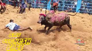 vellai malai patti Jallikattu [upl. by Nored348]