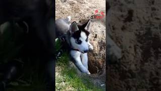 HUSKY puppy has fun digging holes shorts dog [upl. by Esinnej]