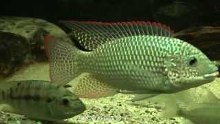 Oreochromis schwebischi HD 1080p [upl. by Sioled]