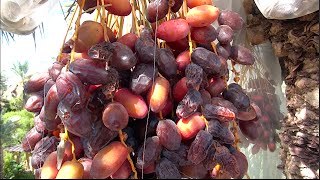 DATES  Growing amp Eating Organic Locally Grown Dates in Phoenix Arizona [upl. by Saimerej]