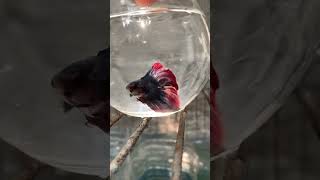 Halfmoon betta fish [upl. by Yrffej]