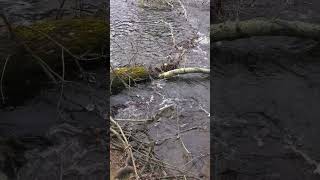 An icy stream rushes on by in the Austin T Blakeslee natural area nature water pennsylvania [upl. by Ultan]