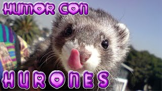 VIDEOS GRACIOSOS de ANIMALES los HURONES TIERNOS ANIMALITOS GRACIOSOS hurones humor [upl. by Talbott]