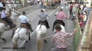 FETE VOTIVE DE BEAUCAIRE MANADE LABOURAYRE LE 11 05 24 [upl. by Tdnarb]