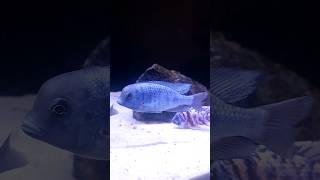 Blue Dolphin African Cichlid africancichlids aquarium foryou shorts fish malawi [upl. by Ynnol]