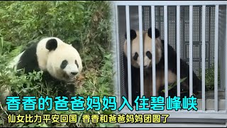 9月29日仙女比力回国入住碧峰峡基地，和香香小公主一家三口团圆panda 旅日大熊猫 大熊猫仙女比力 大熊猫香香 [upl. by Anivahs]