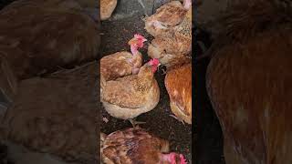 Chicken Farming Beginners chicken chickenfarm backyardchickens feed farmer farm poultry [upl. by Aitsirt]