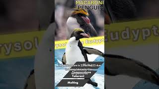 Macaroni Penguin Ranking wildlife animals facts ocean penguin [upl. by Arlen533]