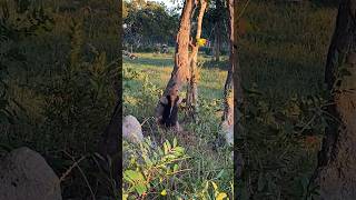 Lesser Anteater looking for his termites wildlife animals anteaters [upl. by Needan]