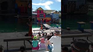 Seal Show 🦭 at Sea World Gold Coast  Australia 🇦🇺 [upl. by Dane546]