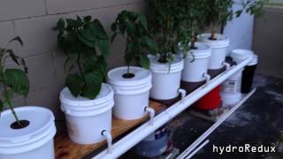 Hydroponic BatoDutch Bucket System update and How to cool water reservoir [upl. by Ased]