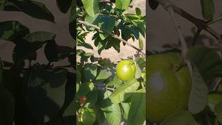 guavas in my terrace garden organic cultivation ytshorts [upl. by Norvin]