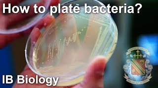 Growth Curve of Bacteria  Year 1 [upl. by Edasalof]