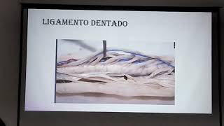 CLASE MEDULA ESPINAL MENINGES [upl. by Ecirb]