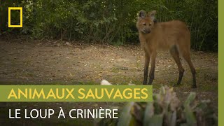 Connaissezvous le loup à crinière le canidé aux longues pattes [upl. by Dranyam935]