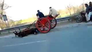 Horse Race Accident Pakistan [upl. by Drugi]