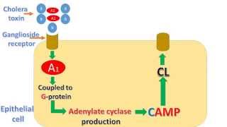 Vibrio cholera and cholera toxin mechanism [upl. by Noitsirhc84]