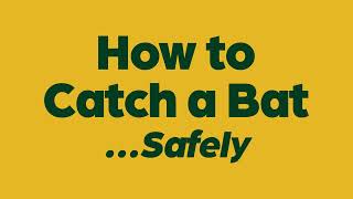 How To Properly Catch A Bat Video  Whitman County Public Health [upl. by Constant]