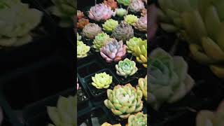 Varieties of Echeveria echeveriasucculant garden succulentobsessed cute colourful short [upl. by Shelia520]