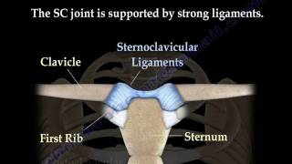 Sternoclavicular joint Dislocations  Everything You Need To Know  Dr Nabil Ebraheim [upl. by Varion561]