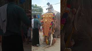 Tusker with full decorationplz subscribe for more videos [upl. by Anayeek230]