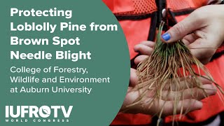 Protecting Loblolly Pine from Brown Spot Needle Blight  Auburn Universitys College of Forestry [upl. by Majka]