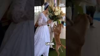 ESSE CACHORRINHO ROUBOU A ATENÇÃO DE TODOS NESSE CASAMENTO [upl. by Lipski]