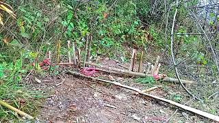 primitive technology traps hares with carrots [upl. by Jacobba327]