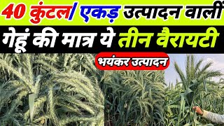 भारत में सबसे ज्यादा उत्पादन वालीं गेहूं की मात्र ये 3 वैरायटी  gehu ki top variety  gehu ki kheti [upl. by Sparky]