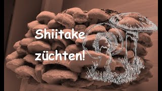 Wie mache ich Shiitake Pilze [upl. by Bohannon110]