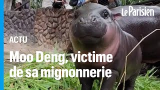 Moo Deng le bébé hippopotame nain qui fait craquer Internet et ce n’est pas sans danger [upl. by Natsirc119]