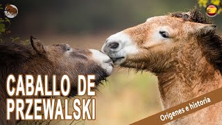 CABALLO DE PRZEWALSKI uno de los caballos más primitivos del mundo ORIGEN DE LAS RAÇAS [upl. by Nihs]