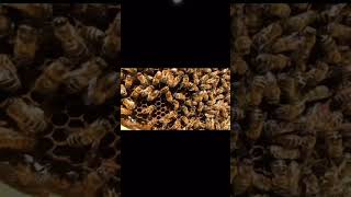 Waggle dance honeybeecommunicationpheromone [upl. by Adni]