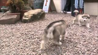 Alaskan Malamute Puppies after bath [upl. by Nidroj]