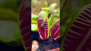 Tumbuhan pemakan serangga Kok bisa sih 🤔 plants insects [upl. by Ariaj]