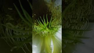 dragon flower hand pollinate timenatureterrace short video [upl. by Lattimer]