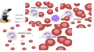 Comprendre les analyses sanguines [upl. by Sandra198]