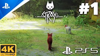 STRAY PS5 Gameplay Walkthrough Part 1  INTRO 4k 60fps [upl. by Eire]