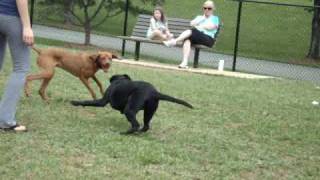 Vizsla Murphy Vs Black Lab [upl. by Nitram]