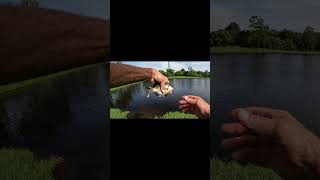 Fly Fishing Bass And Bluegill shortsvideo fishing shortvideo [upl. by Tnarg]