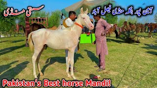 Today’s Aminpur Bangla Horse Mandi Update  Faisalabad Horse Market 2024 [upl. by Nations267]