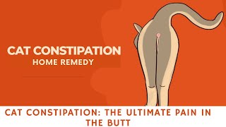 Cat constipation home remedy  CAT CONSTIPATION THE ULTIMATE PAIN IN THE BUTT [upl. by Dareg715]