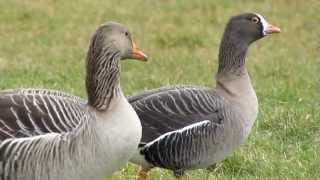 Lesser white fronted goose from reintroduction programme  Dwerggans uit herintroductieprogramma [upl. by Bryna]