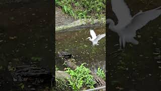 黃頭鷺Cattle Egret與台灣黑熊Formosan Black BearTaipei Zoo [upl. by Truc]