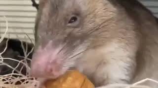 African giant pouched rat eats walnut [upl. by Nnaeel]