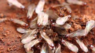 Termites Signs and prevention tips [upl. by Rozelle882]