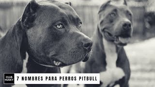 7 Nombres para Perros Pitbull [upl. by Notaes]